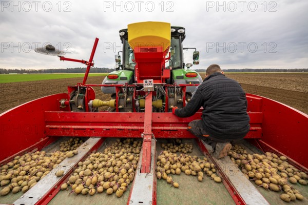 Early potatoes are placed in the soil of the field with a planting machine, Agriculture, Spring
