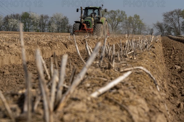 A farmer builds asparagus ridges on a field with the help of an asparagus tiller, in which the