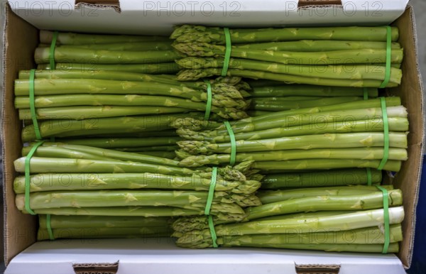 Asparagus farm, green asparagus is washed, cut and sorted by quality after harvesting, near