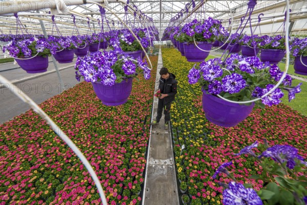 Horticulture company, flower pots, so-called petunia ampel, grow in a greenhouse, under the glass