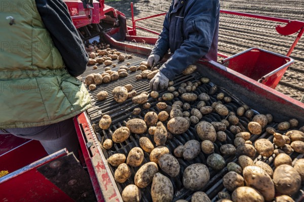 Potato harvesting, so-called split harvesting method, first the tubers are taken out of the ground