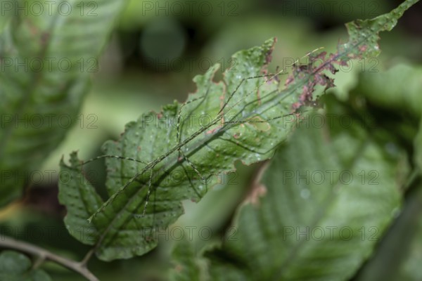 Green patterned stick insect (Phasmatodea) camouflaging itself on a leaf, Corcovado National Park,