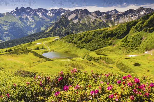 Alpine rose blossom, panorama from the Fellhorn over the Schlappoldsee and mountain station of the