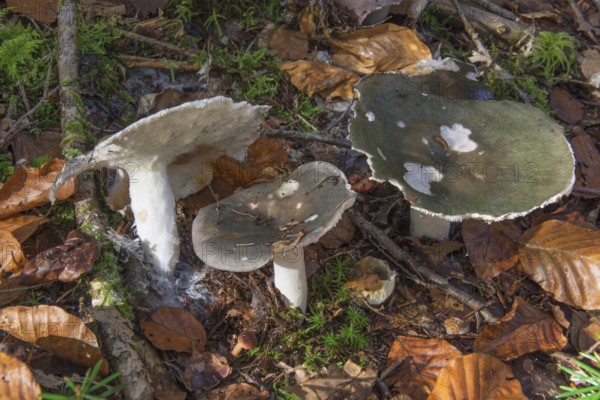 Three large fruiting bodies of russula cyanoxantha growing between autumn leaves in the forest,