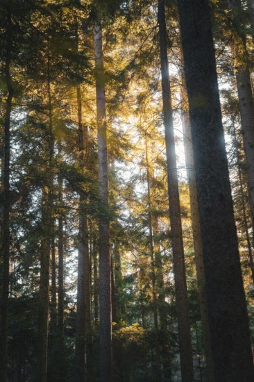 Sunlight casts golden rays through the treetops in the dense forest and creates a peaceful
