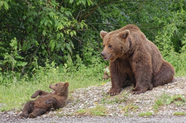 Bear family on the edge of the Transfagara, the Transfogaras High Road, in the Vidraru region in