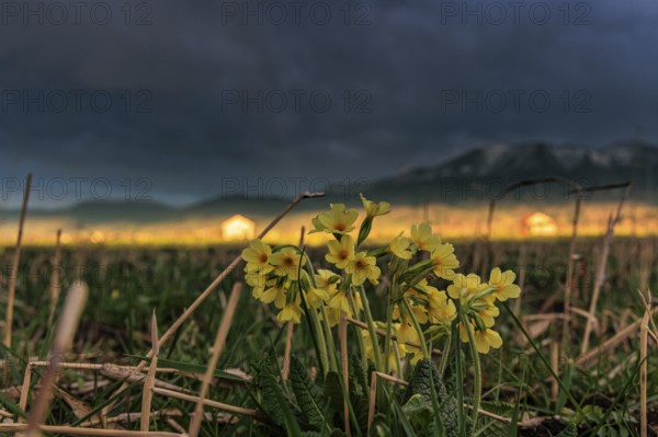 Common cowslip (Primula veris) in a meadow in front of a mountain landscape, storm clouds,