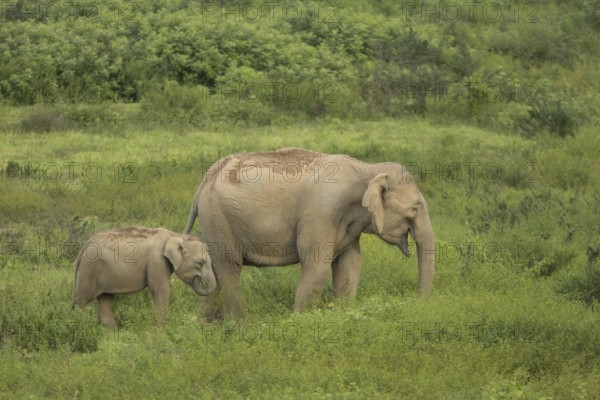 Indian elephants (Elephas maximus indicus), Khiri Khan, Hua Hin, Kui Buri National Park, Thailand,