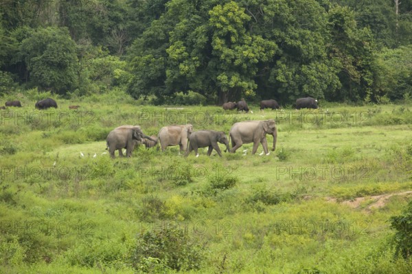 Indian elephants (Elephas maximus indicus) and gaur (Bos gaurus), Khiri Khan, Hua Hin, Kui Buri