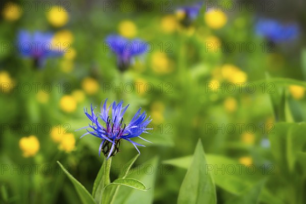 Overgrown blue flowering knapweed (Centaurea) in the garden, a sharp flower in the foreground, in
