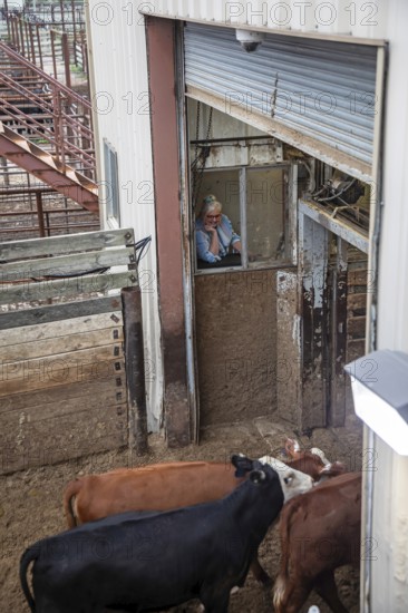 Oklahoma City, Oklahoma, A worker watches as cattle enter the auction building at the Oklahoma