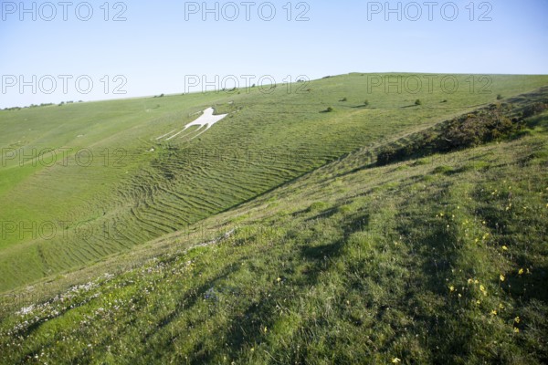 White horse figure carved in chalk scarp slope at Alton Barnes, Wiltshire, England, United Kingdom,