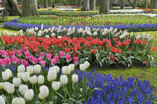 Tulips (Tulipa) and grape hyacinths (Muscari) at Keukenhof, Lisse, South Holland