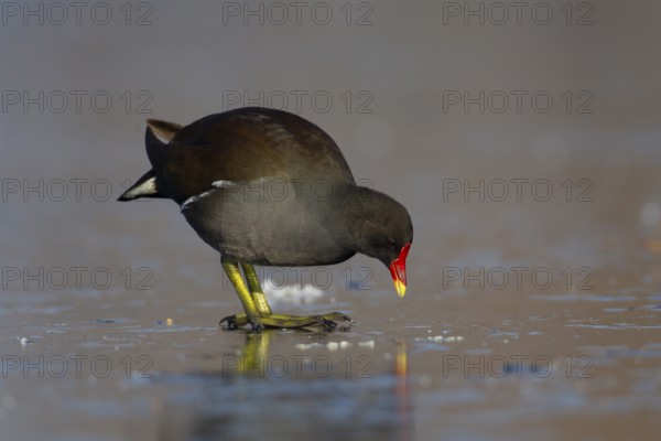 Moorhen (Gallinula chloropus) adult bird on a frozen lake in the winter, Surrey England, United