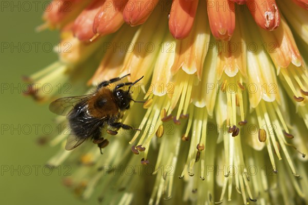 Buff tailed bumble bee (Bombus terrestris) adult insect feeding on a garden Red-hot poker flower in