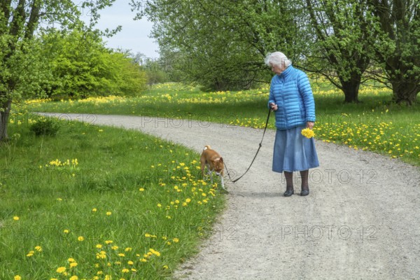 Elderly woman with dog on a curvy gravel road in springtime in Ystad, Skåne County, Sweden,