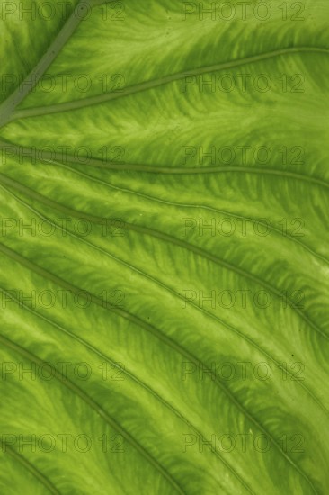 Giant elephant ear (Alocasia), underside of leaf, North Rhine-Westphalia, Germany, Europe