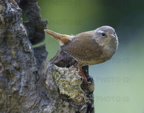 Animal Animals Birds Wren (Troglodytes troglodytes) Wren Troglodyte mignon