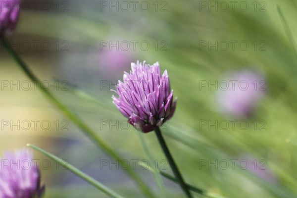 Chive (Allium schoenoprasum), in bloom, North Rhine-Westphalia, Germany, Europe