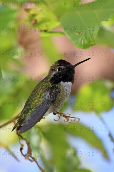 Costacolibri, (Calypte costae), adult, male, in perch, Sonora Desert, Arizona, North America, USA,