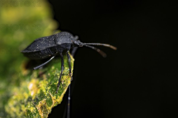 Black true bug (Heteroptera) sitting on a leaf at night in the tropical rainforest, Refugio
