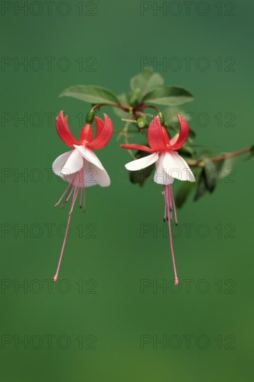 Fuchsias (Fuchsia), flowering, flower, Ellerstadt, Germany, Europe