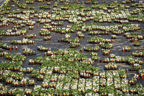 Nursery, plant breeding, ornamental plants grow in flower pots, outdoors, Düsseldorf-Volmerswerth,
