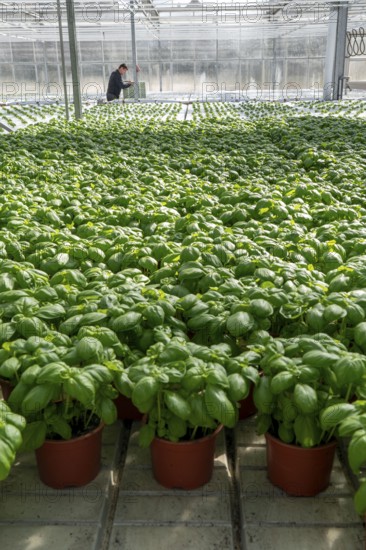 Agriculture, herb gardening, basil plants in pots, in a greenhouse