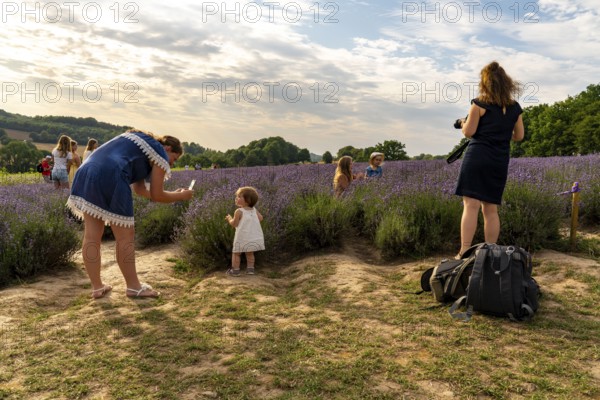 Lavender fields in East Westphalia Lippe, OWL, near the village of Fromhausen, near Detmold, the