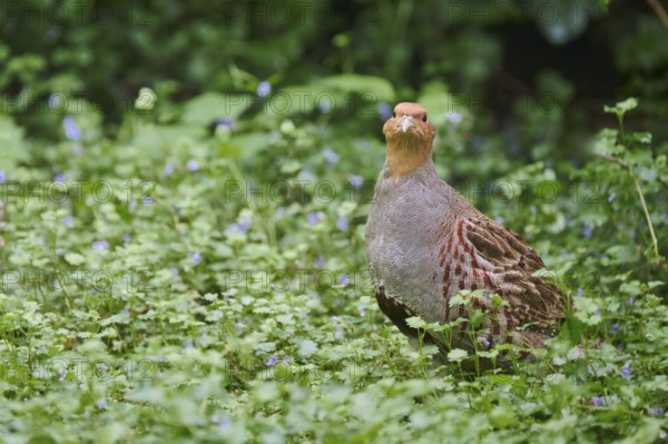 Gray partridge (Perdix perdix), Bavaria, Germany, Europe