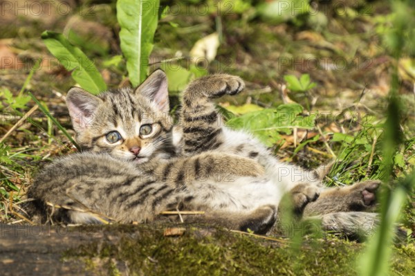 A tabby kitten lying relaxed in the forest on mossy ground between grass and leaves, wildcat (Felis