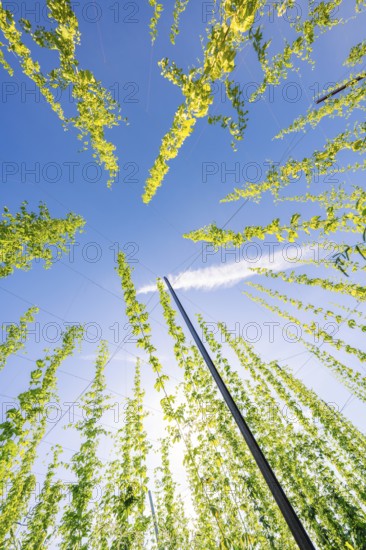 View from below of tall, symmetrically growing plants against a clear blue sky, hop garden,