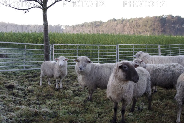 Sheep (Ovis gmelini aries), cattle, fence, winter, Germany, Various domestic sheep are standing