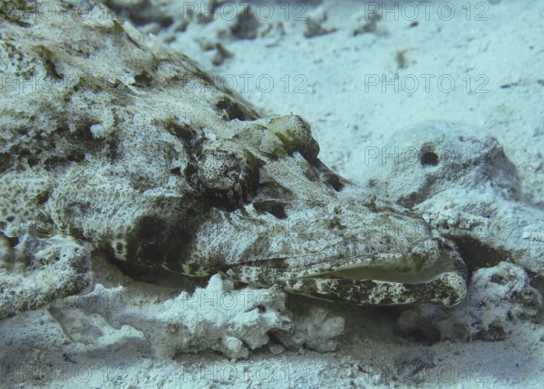 Crocodile fish (Papilloculiceps longiceps), underwater photo, dive site reef Bluff Point, Red Sea,