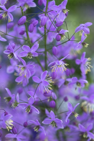 Chinese meadow rue (Thalictrum delavayi), Mecklenburg-Western Pomerania, Germany, Europe