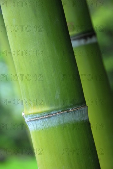 Bamboo trunk, bamboo, bamboo cane, bamboo stem