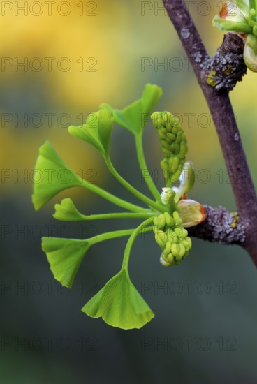 Ginkgo (Ginkgo biloba), Leaf sprout, Gingko