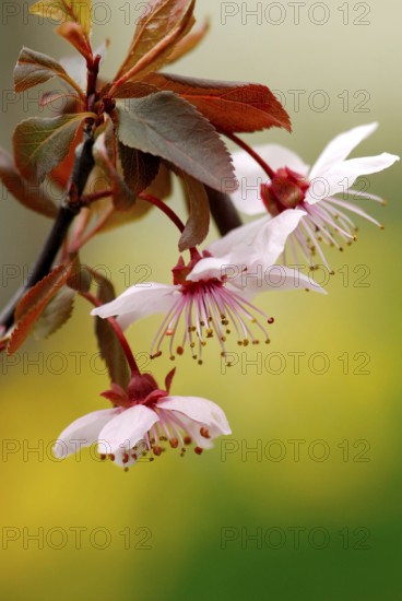 Cherry plum (Prunus cerasifera) Plum blossoms, purple-leaf plum