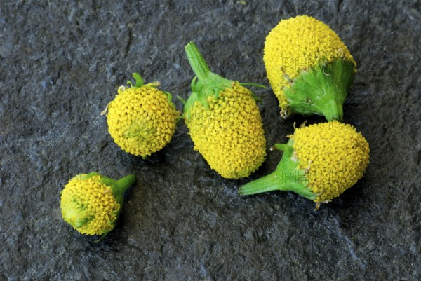 Paracress (Spilanthes oleracea) (Acmella oleracea), tingling button, toothache plant