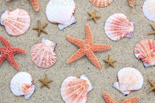 Starfish and mussels, mussel shells