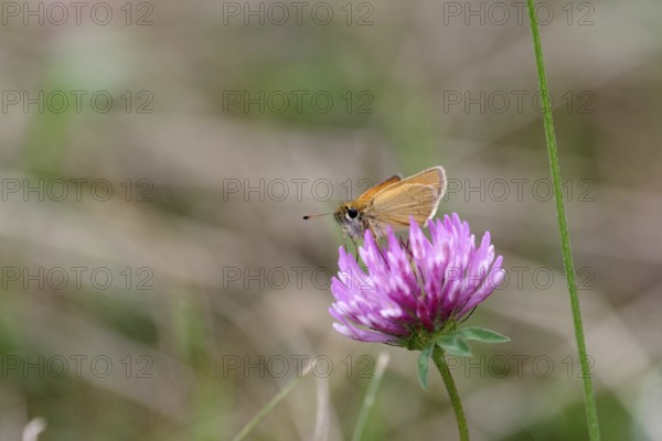 Essex skipper (Thymelicus lineola), Butterfly, Fritillary, Clover, Flower, Nature, The Brown
