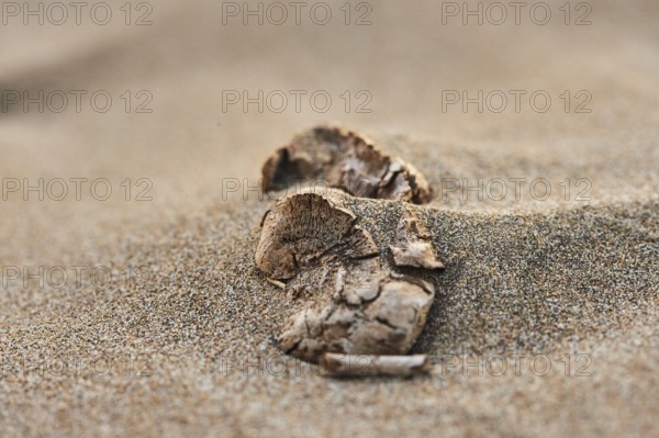 Old wood lying on the beach covered with sand, "Platja del Fangar", coast, nature reserve, ebro