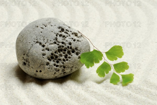 Stone and leaf of lady hair fern, in sand