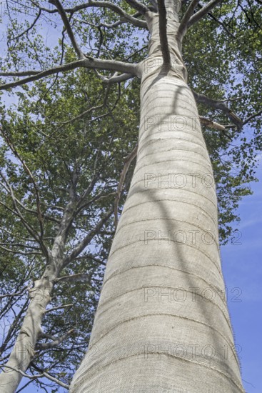 Exposed beech trees (Fagus sylvatica) tree trunks wrapped in burlap, jute as protection for bark