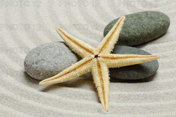 Dried starfish and stones, in sand