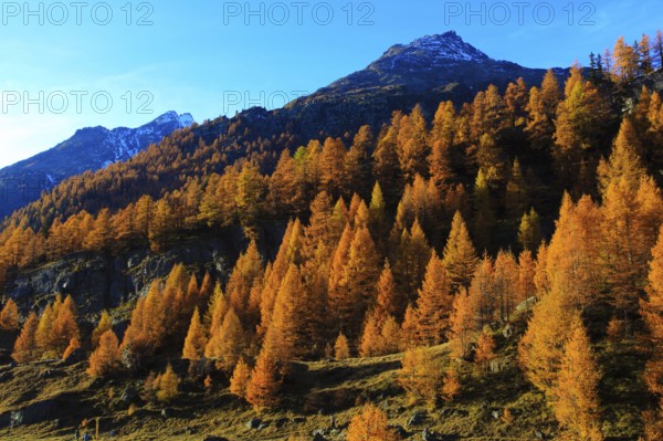 Lötschental, larch forest, Valais, Switzerland, Europe