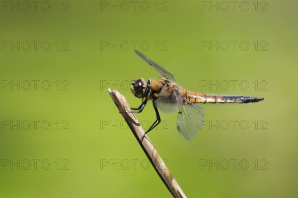 Four-spotted chaserige Libellula ( Libellula quadrimaculata) , Switzerland, Europe