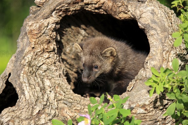 Pacific Fisher (Martes pennanti), young, 14 weeks, at den