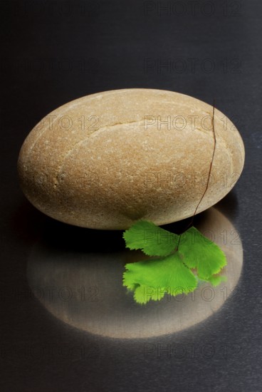 Stacked stones and leaf of lady hair fern