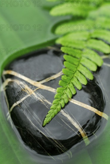 Fern leaf on stone, in water